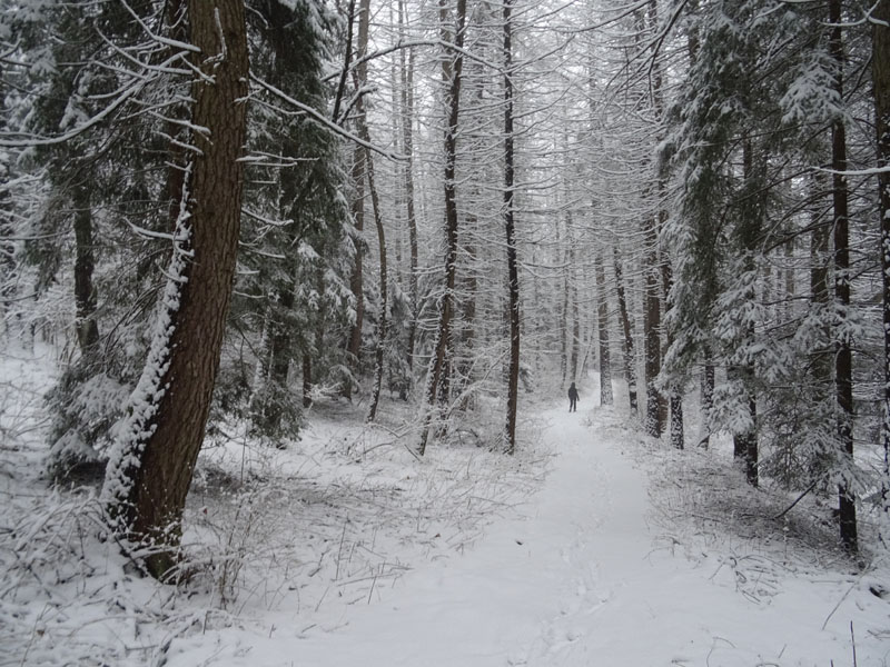 breve passeggiata tra la neve fresca di oggi.....